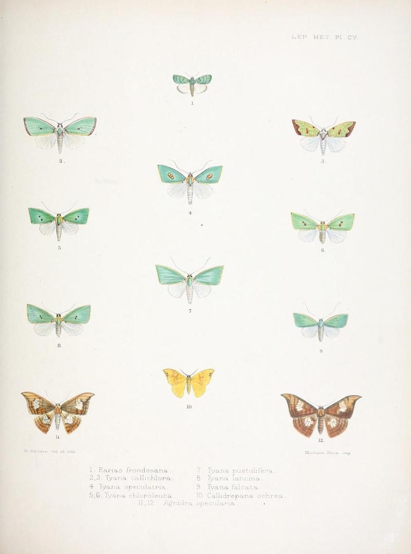 Illustrations of typical specimens of Lepidoptera Heterocera in the collection of the British Museum (Pl. CV) (9005205987)