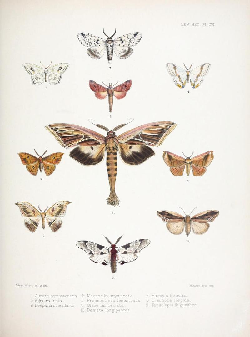 Illustrations of typical specimens of Lepidoptera Heterocera in the collection of the British Museum (Pl. CVI) (9006386576)