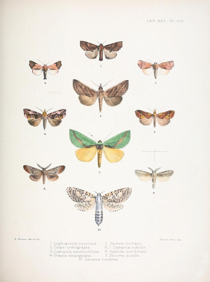 Illustrations of typical specimens of Lepidoptera Heterocera in the collection of the British Museum (Pl. CVII) (9006387298)