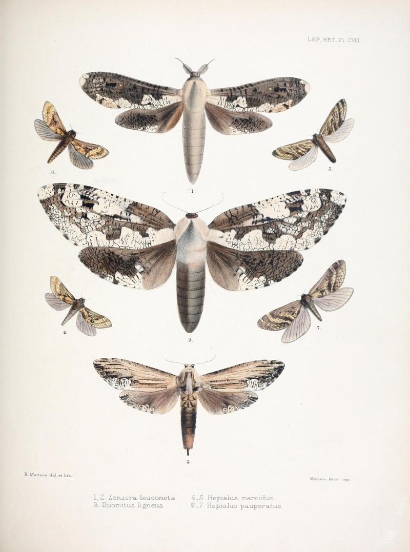 Illustrations of typical specimens of Lepidoptera Heterocera in the collection of the British Museum (Pl. CVIII) (9005208359)