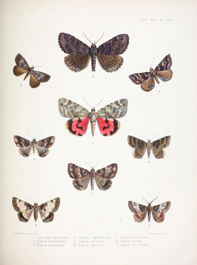 Illustrations of typical specimens of Lepidoptera Heterocera in the collection of the British Museum (Pl. CXI) (9005209925)