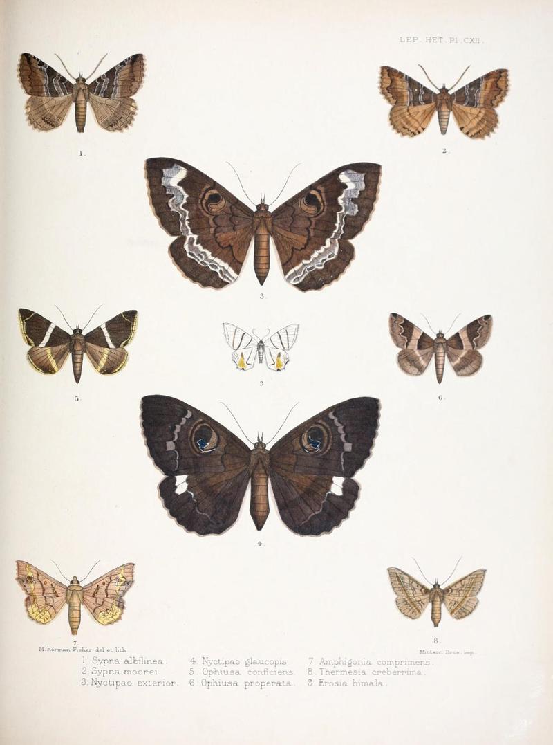 Illustrations of typical specimens of Lepidoptera Heterocera in the collection of the British Museum (Pl. CXII) (9006390582)