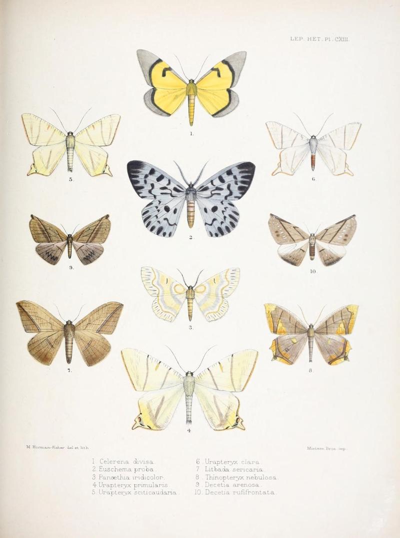 Illustrations of typical specimens of Lepidoptera Heterocera in the collection of the British Museum (Pl. CXIII) (9006391362)