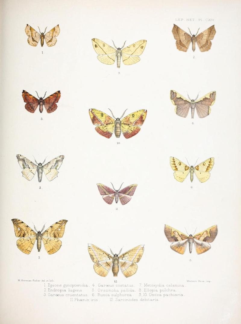 Illustrations of typical specimens of Lepidoptera Heterocera in the collection of the British Museum (Pl. CXIV) (9006392322)