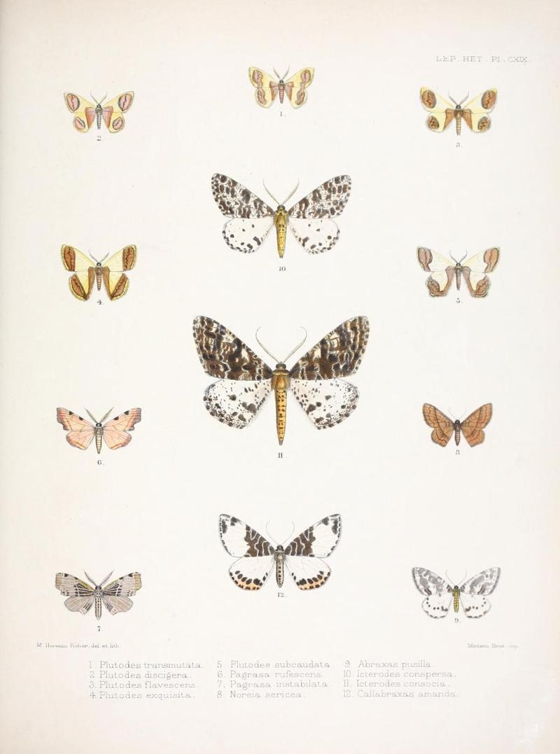 Illustrations of typical specimens of Lepidoptera Heterocera in the collection of the British Museum (Pl. CXIX) (9005216615)