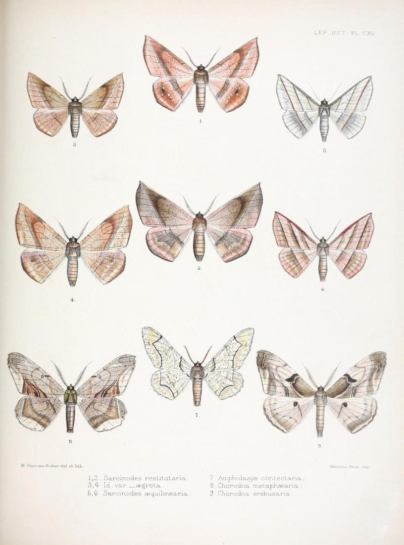 Illustrations of typical specimens of Lepidoptera Heterocera in the collection of the British Museum (Pl. CXV) (9005213269)