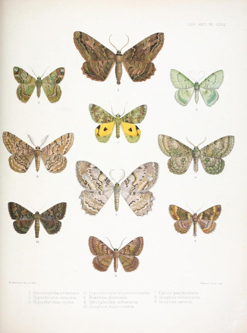 Illustrations of typical specimens of Lepidoptera Heterocera in the collection of the British Museum (Pl. CXVI) (9005214163)