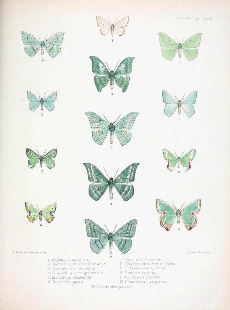 Illustrations of typical specimens of Lepidoptera Heterocera in the collection of the British Museum (Pl. CXVII) (9005214963)