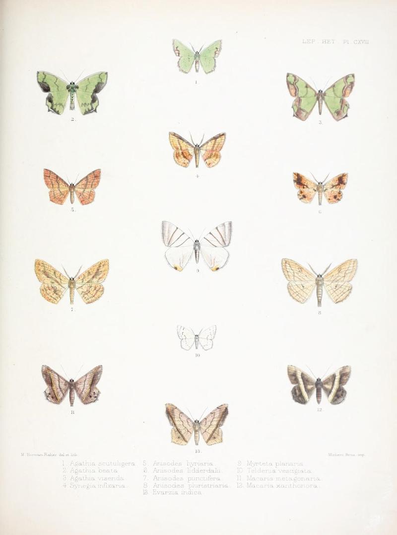 Illustrations of typical specimens of Lepidoptera Heterocera in the collection of the British Museum (Pl. CXVIII) (9006395734)