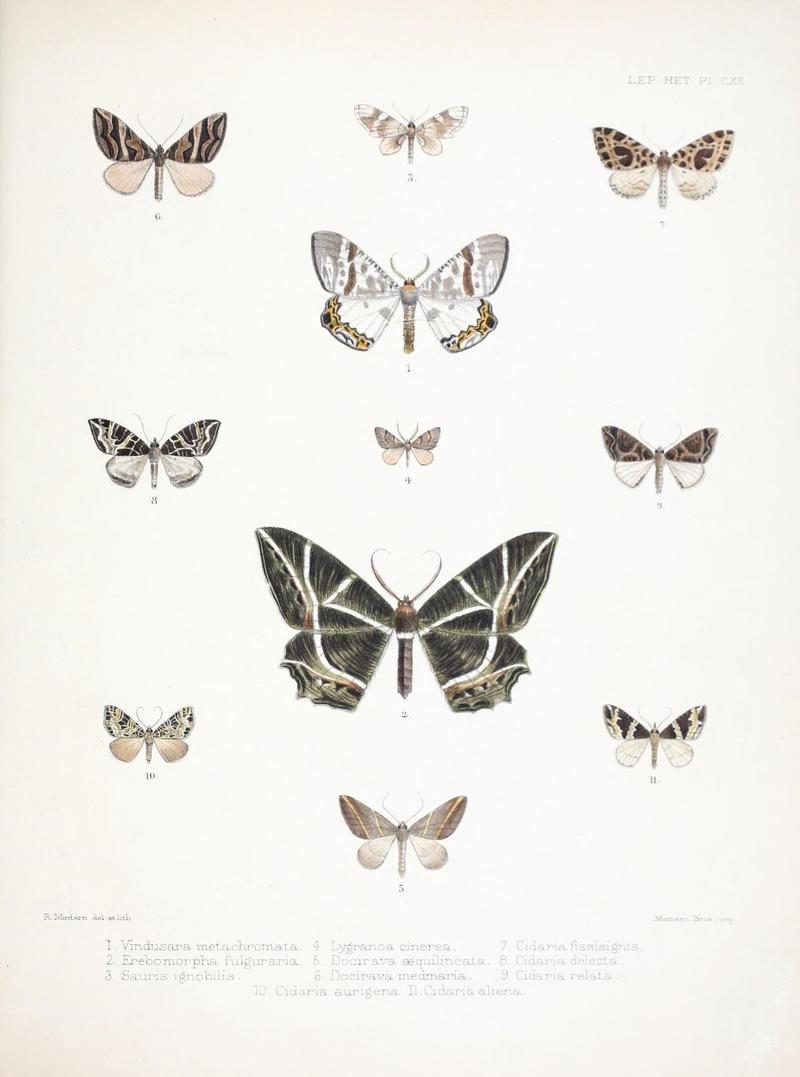 Illustrations of typical specimens of Lepidoptera Heterocera in the collection of the British Museum (Pl. CXX) (9005217351)