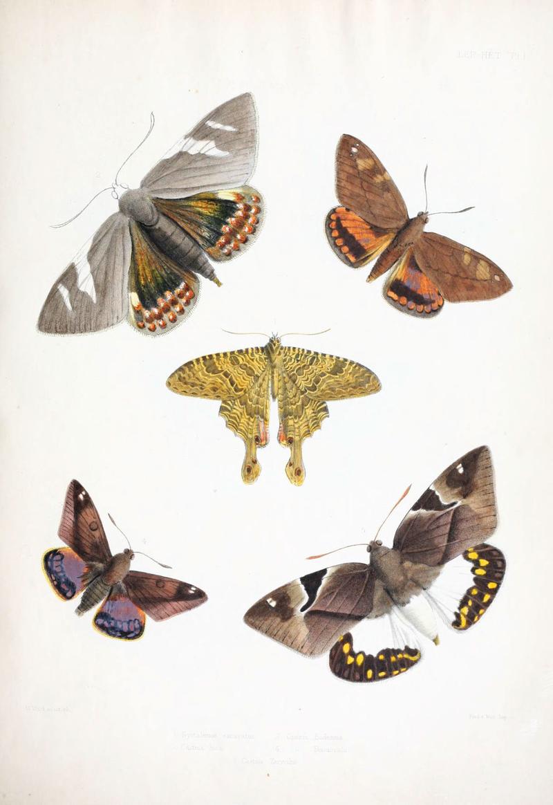 Illustrations of typical specimens of Lepidoptera Heterocera in the collection of the British Museum (Pl. I) (6441535687)