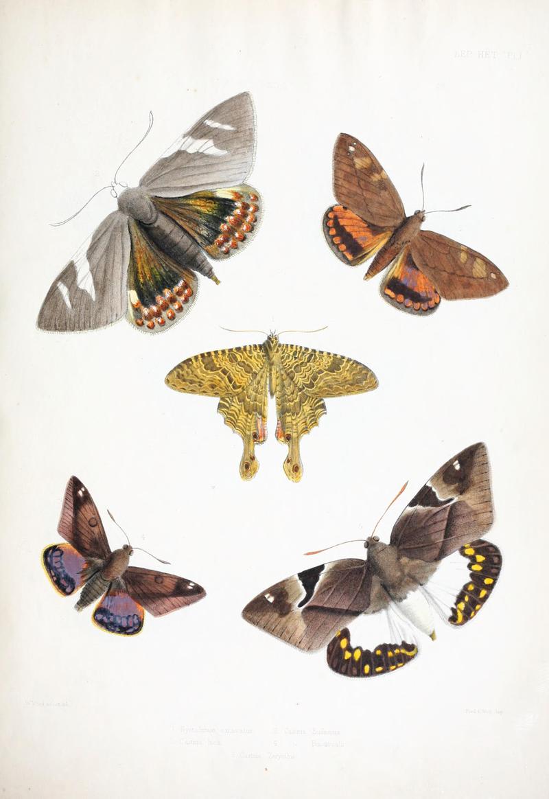 Illustrations of typical specimens of Lepidoptera Heterocera in the collection of the British Museum (Pl. I) BHL23314574