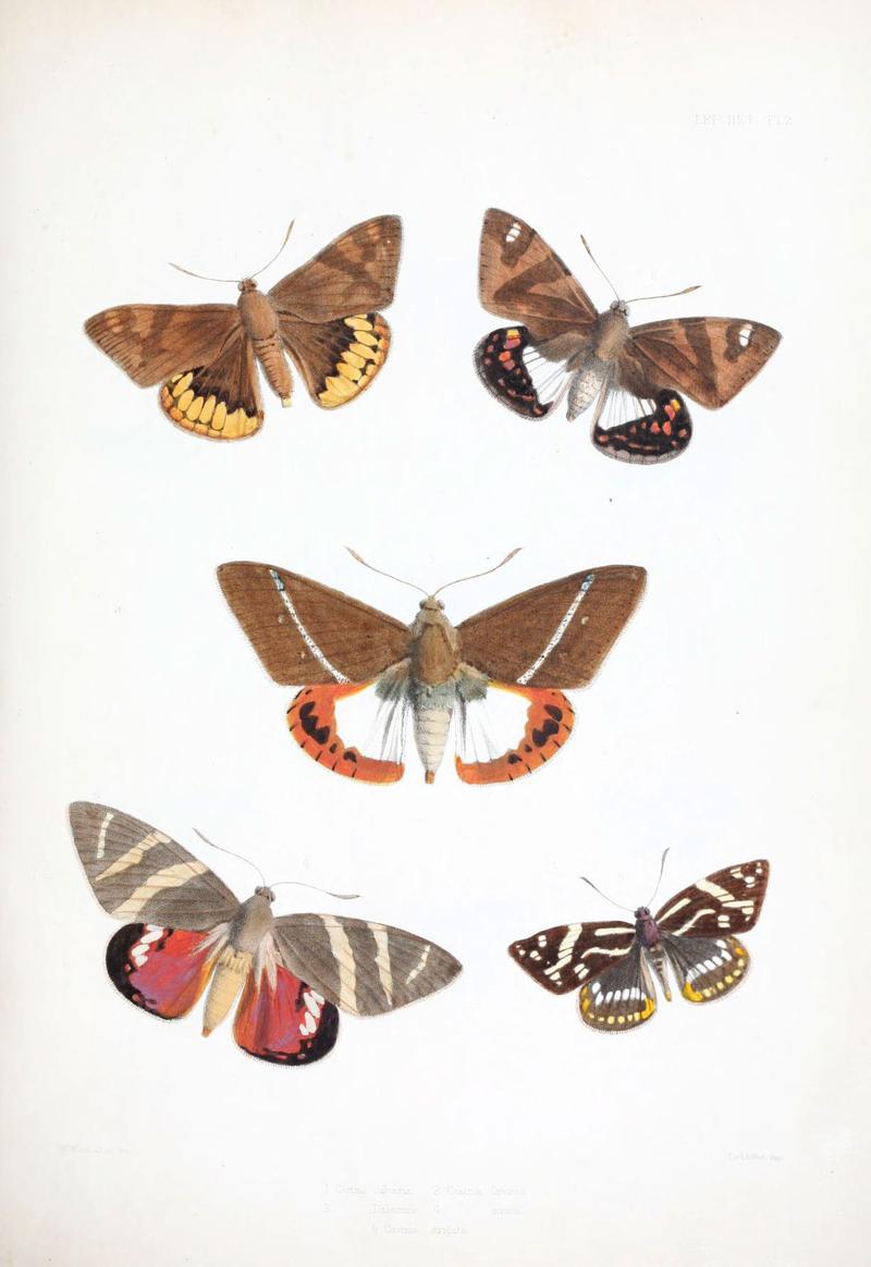 Illustrations of typical specimens of Lepidoptera Heterocera in the collection of the British Museum (Pl. II) (6441535953)