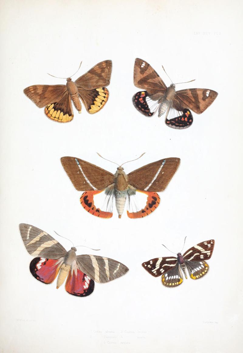Illustrations of typical specimens of Lepidoptera Heterocera in the collection of the British Museum (Pl. II) BHL23314576