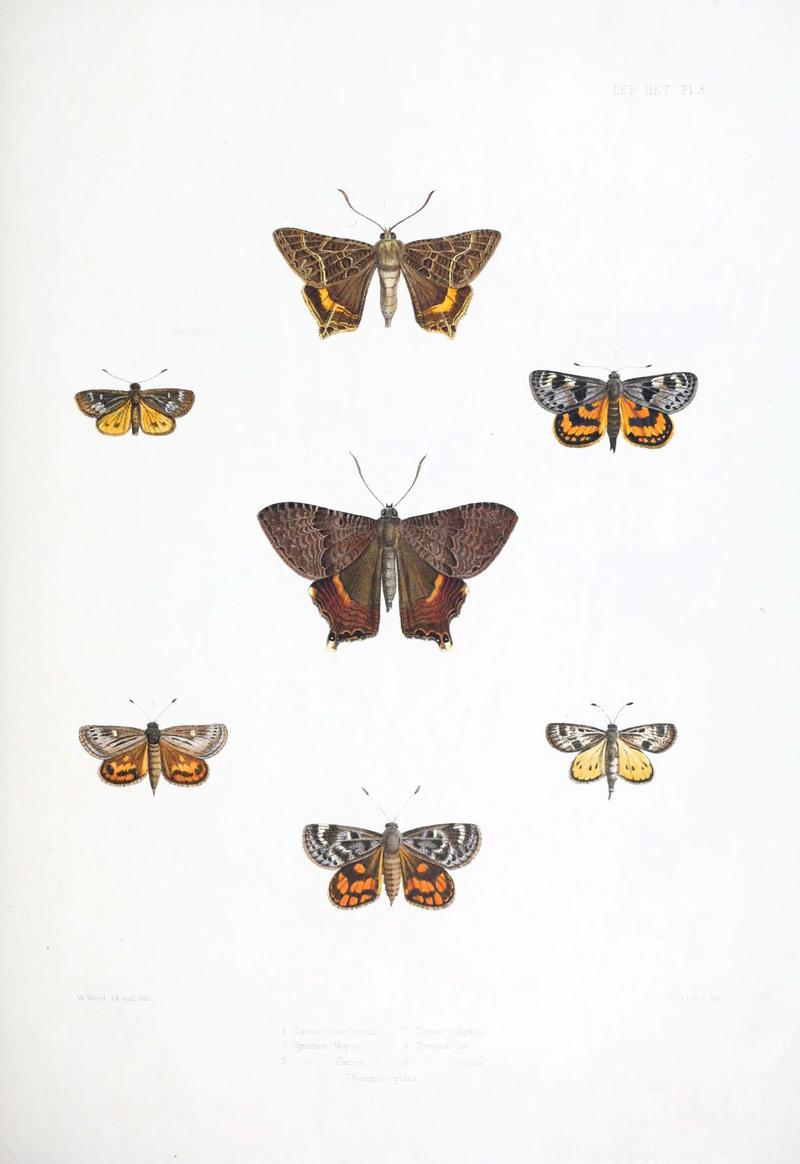 Illustrations of typical specimens of Lepidoptera Heterocera in the collection of the British Museum (Pl. III) (6441536351)
