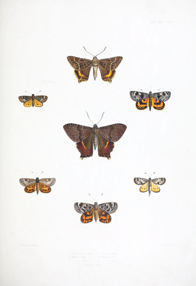 Illustrations of typical specimens of Lepidoptera Heterocera in the collection of the British Museum (Pl. III) BHL23314578