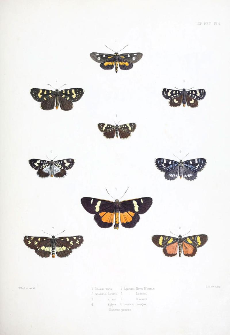 Illustrations of typical specimens of Lepidoptera Heterocera in the collection of the British Museum (Pl. IV) (6441536619)