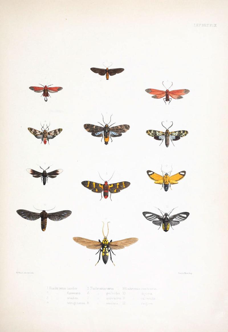 Illustrations of typical specimens of Lepidoptera Heterocera in the collection of the British Museum (Pl. IX) (6441538035)