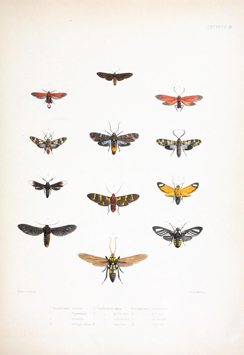 Illustrations of typical specimens of Lepidoptera Heterocera in the collection of the British Museum (Pl. IX) BHL23314590