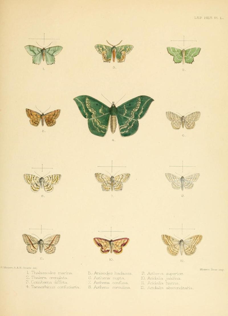 Illustrations of typical specimens of Lepidoptera Heterocera in the collection of the British Museum (Pl. L) (8726509332)