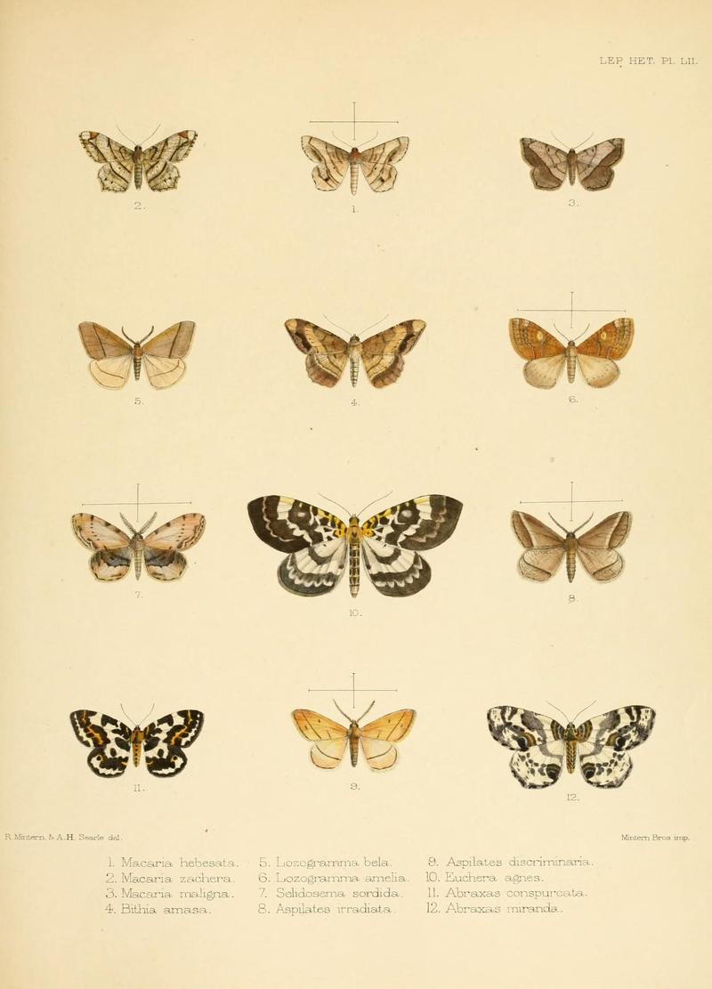 Illustrations of typical specimens of Lepidoptera Heterocera in the collection of the British Museum (Pl. LII) (8725390887)