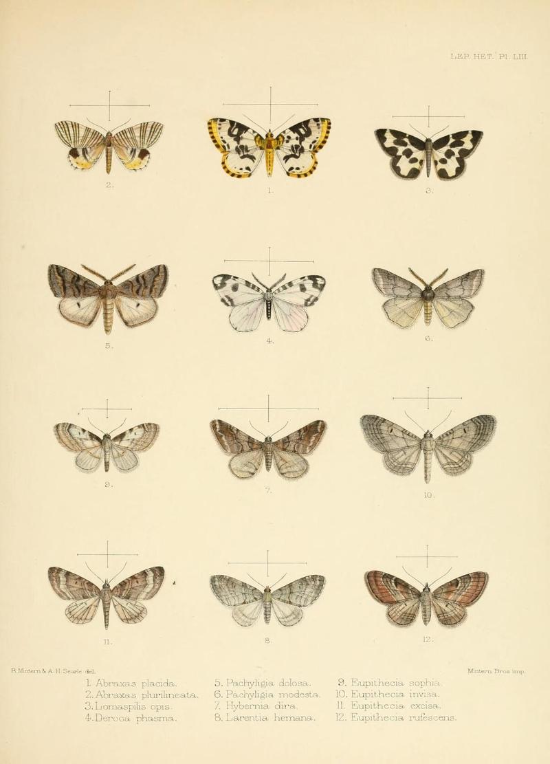 Illustrations of typical specimens of Lepidoptera Heterocera in the collection of the British Museum (Pl. LIII) (8726510214)