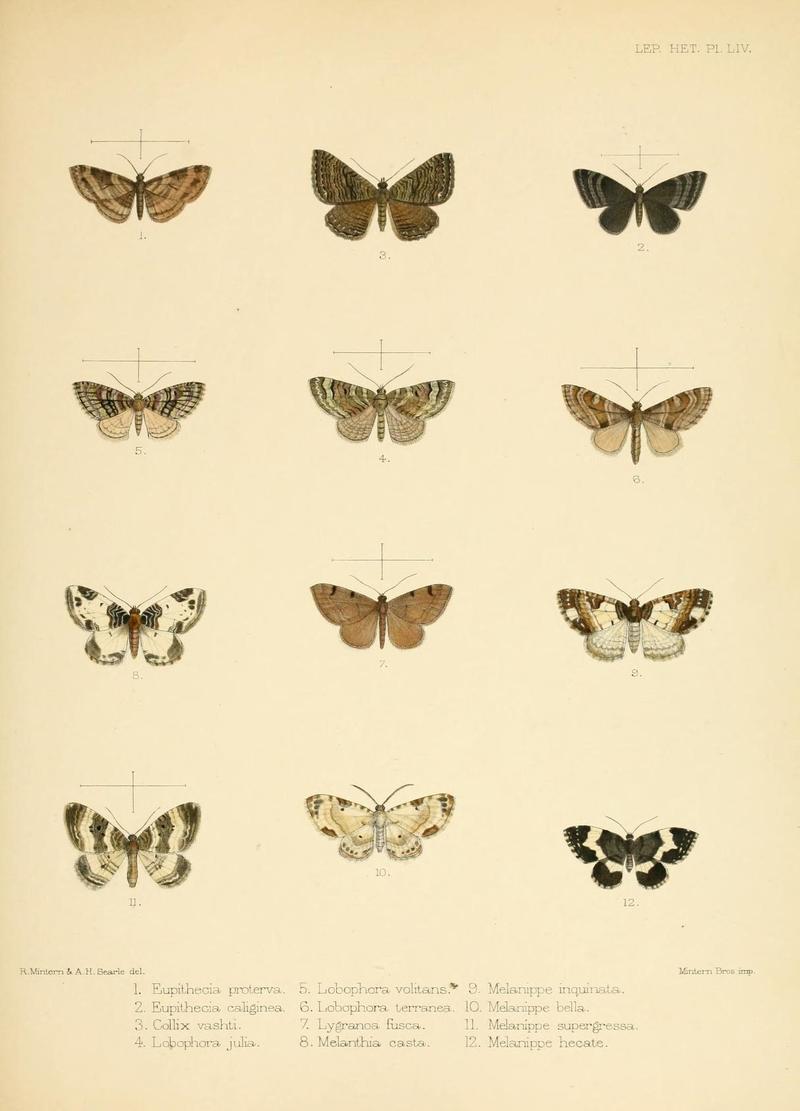 Illustrations of typical specimens of Lepidoptera Heterocera in the collection of the British Museum (Pl. LIV) (8726510616)