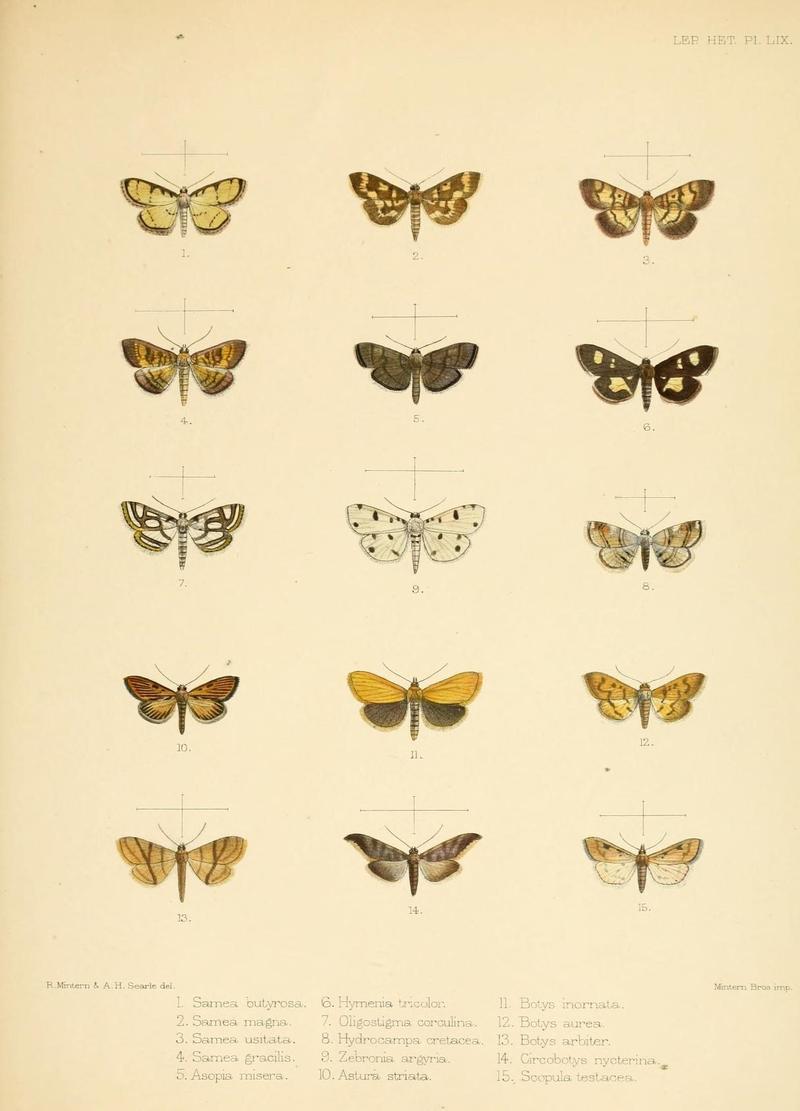 Illustrations of typical specimens of Lepidoptera Heterocera in the collection of the British Museum (Pl. LIX) (8726512532)
