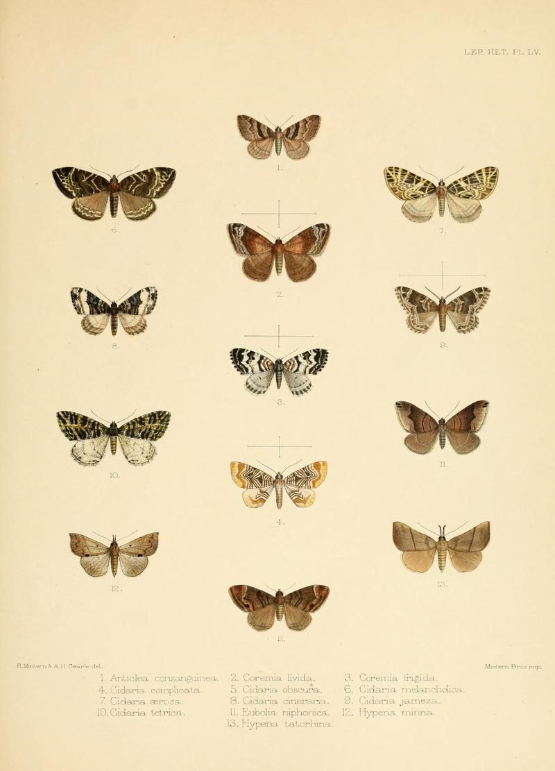 Illustrations of typical specimens of Lepidoptera Heterocera in the collection of the British Museum (Pl. LV) (8726510920)
