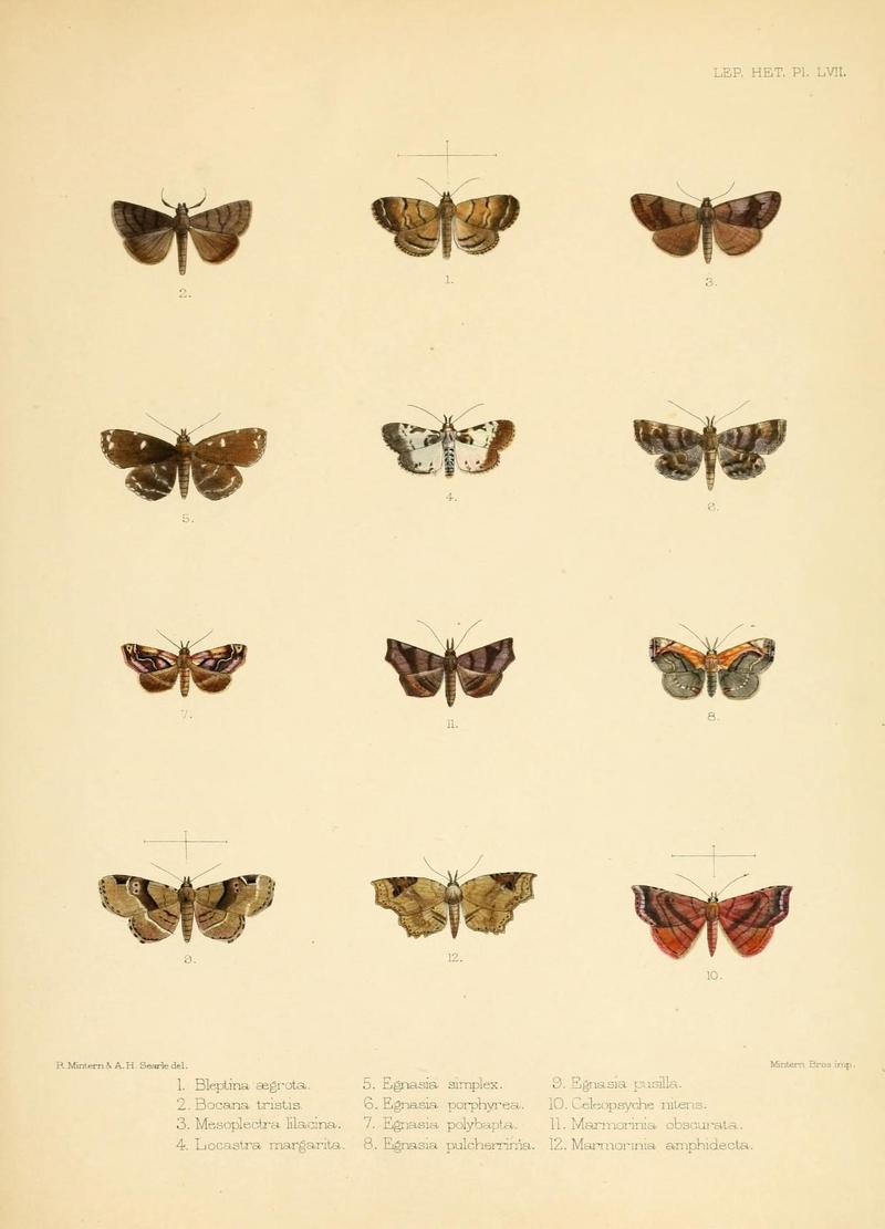 Illustrations of typical specimens of Lepidoptera Heterocera in the collection of the British Museum (Pl. LVII) (8725392409)