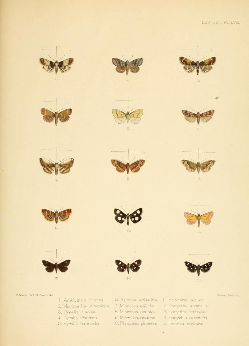 Illustrations of typical specimens of Lepidoptera Heterocera in the collection of the British Museum (Pl. LVIII) (8726511732)
