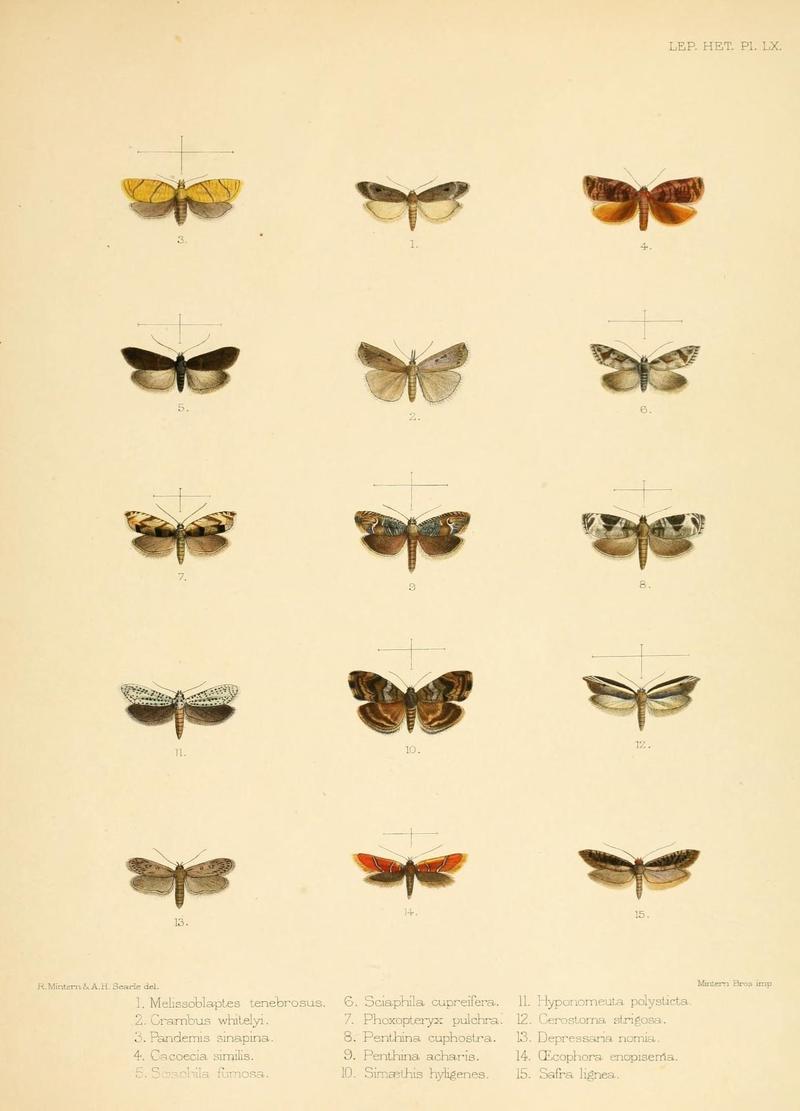 Illustrations of typical specimens of Lepidoptera Heterocera in the collection of the British Museum (Pl. LX) (8726512842)