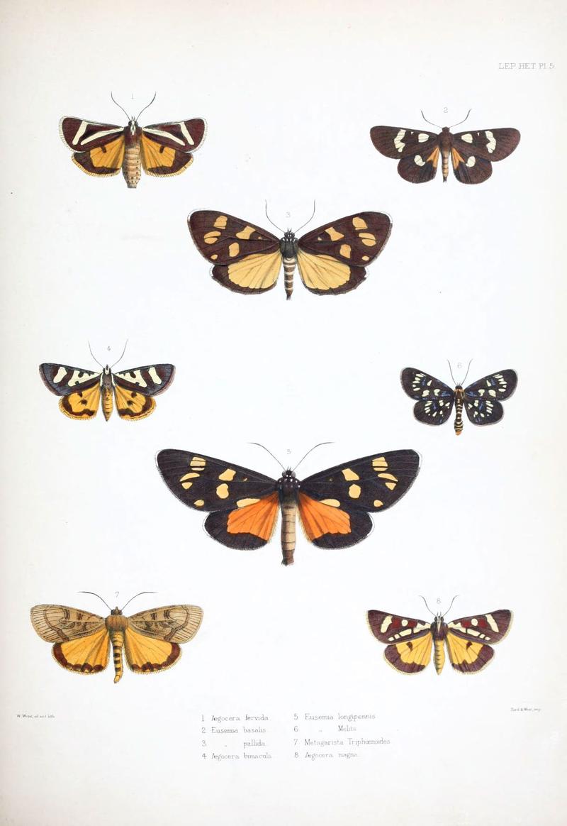 Illustrations of typical specimens of Lepidoptera Heterocera in the collection of the British Museum (Pl. V) (6441536903)