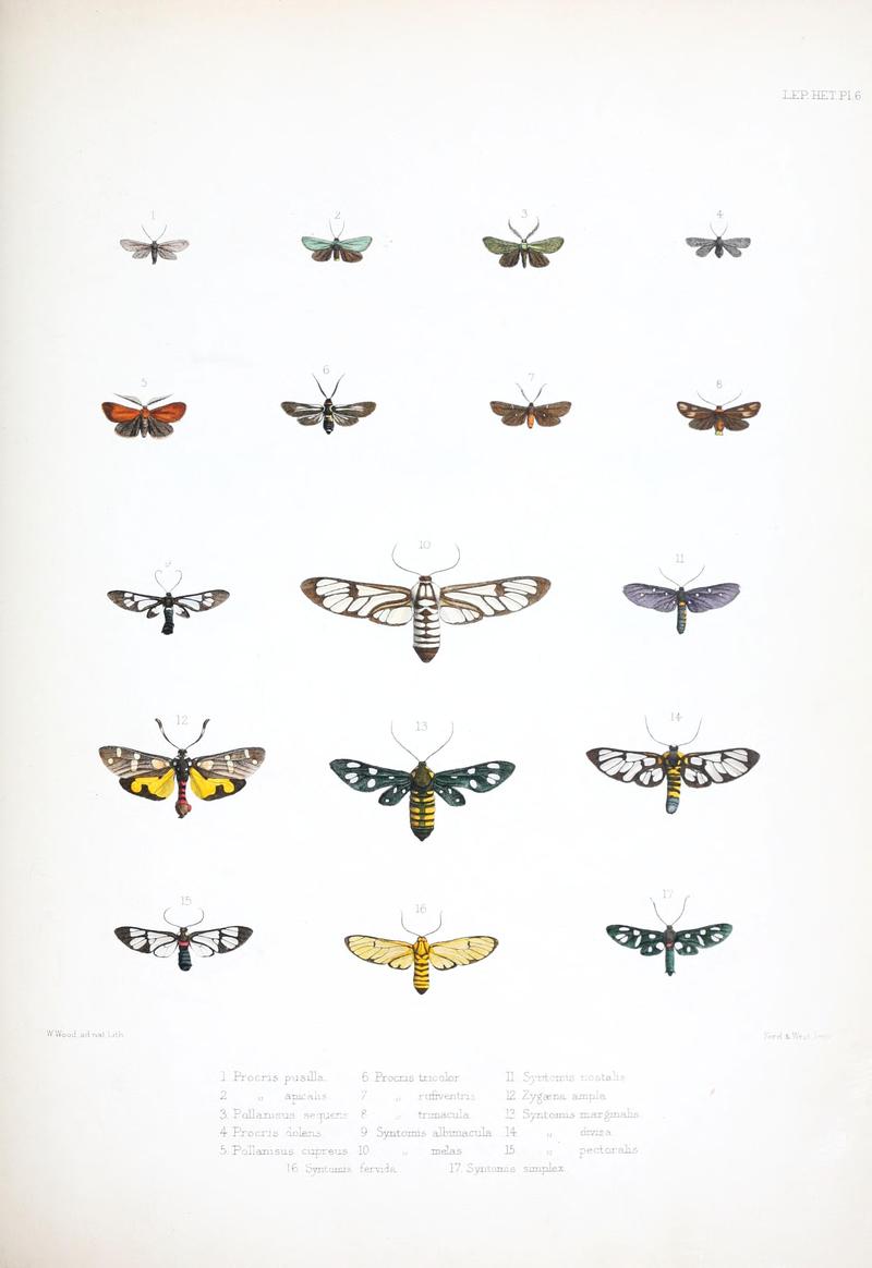 Illustrations of typical specimens of Lepidoptera Heterocera in the collection of the British Museum (Pl. VI) BHL23314584