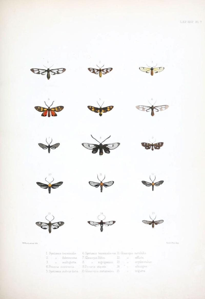 Illustrations of typical specimens of Lepidoptera Heterocera in the collection of the British Museum (Pl. VII) (6441537471)
