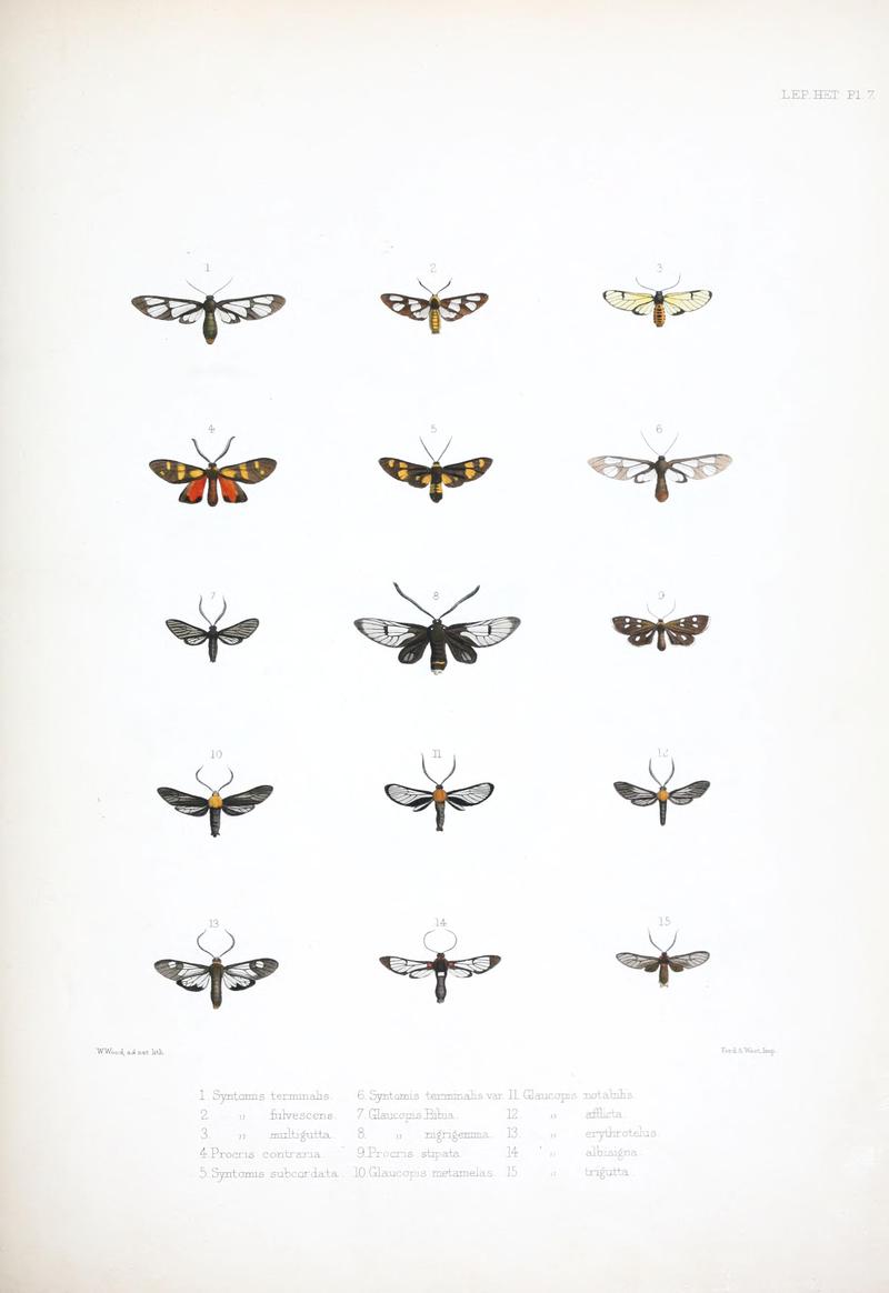 Illustrations of typical specimens of Lepidoptera Heterocera in the collection of the British Museum (Pl. VII) BHL23314586