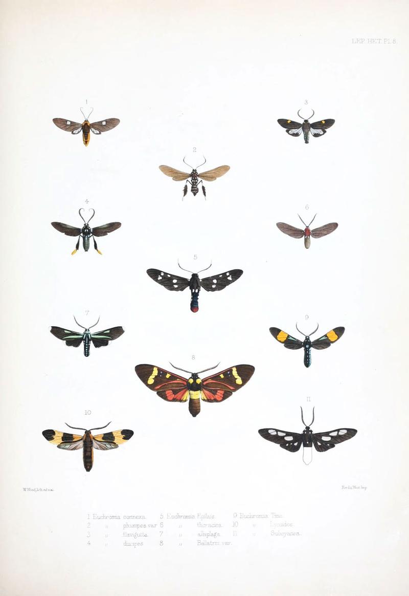 Illustrations of typical specimens of Lepidoptera Heterocera in the collection of the British Museum (Pl. VIII) (6441537743)