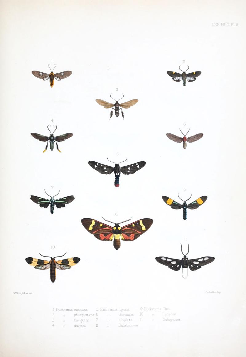 Illustrations of typical specimens of Lepidoptera Heterocera in the collection of the British Museum (Pl. VIII) BHL23314588