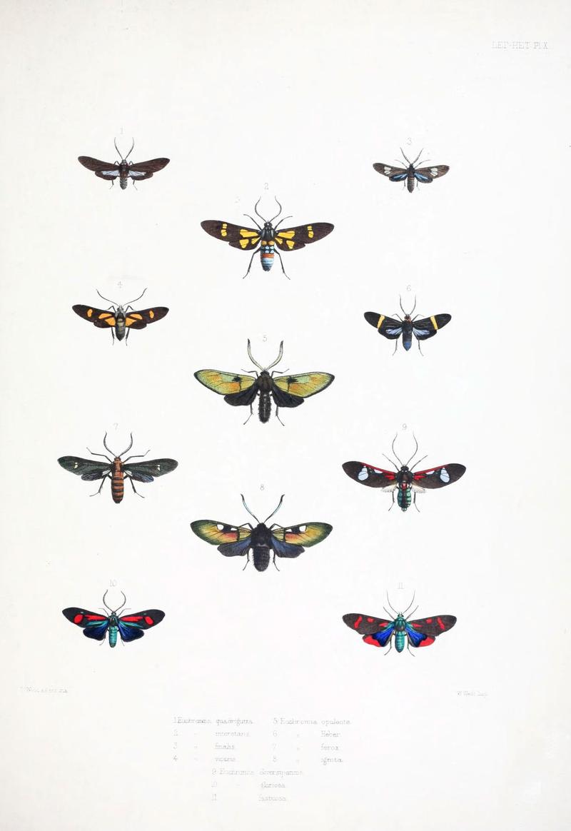 Illustrations of typical specimens of Lepidoptera Heterocera in the collection of the British Museum (Pl. X) (6441538461)