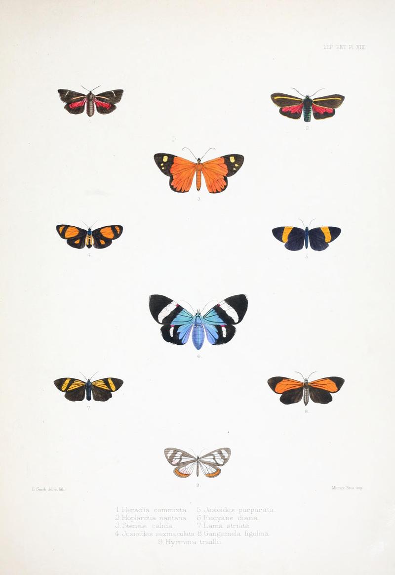 Illustrations of typical specimens of Lepidoptera Heterocera in the collection of the British Museum (Pl. XIX) BHL23314610