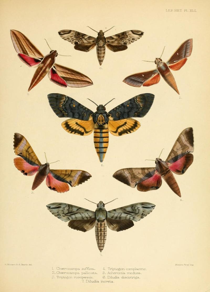 Illustrations of typical specimens of Lepidoptera Heterocera in the collection of the British Museum (Pl. XLI) (8726506046)
