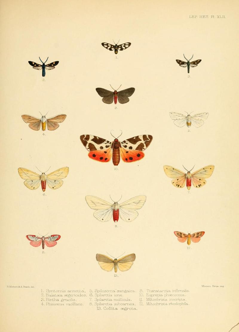Illustrations of typical specimens of Lepidoptera Heterocera in the collection of the British Museum (Pl. XLII) (8726506446)