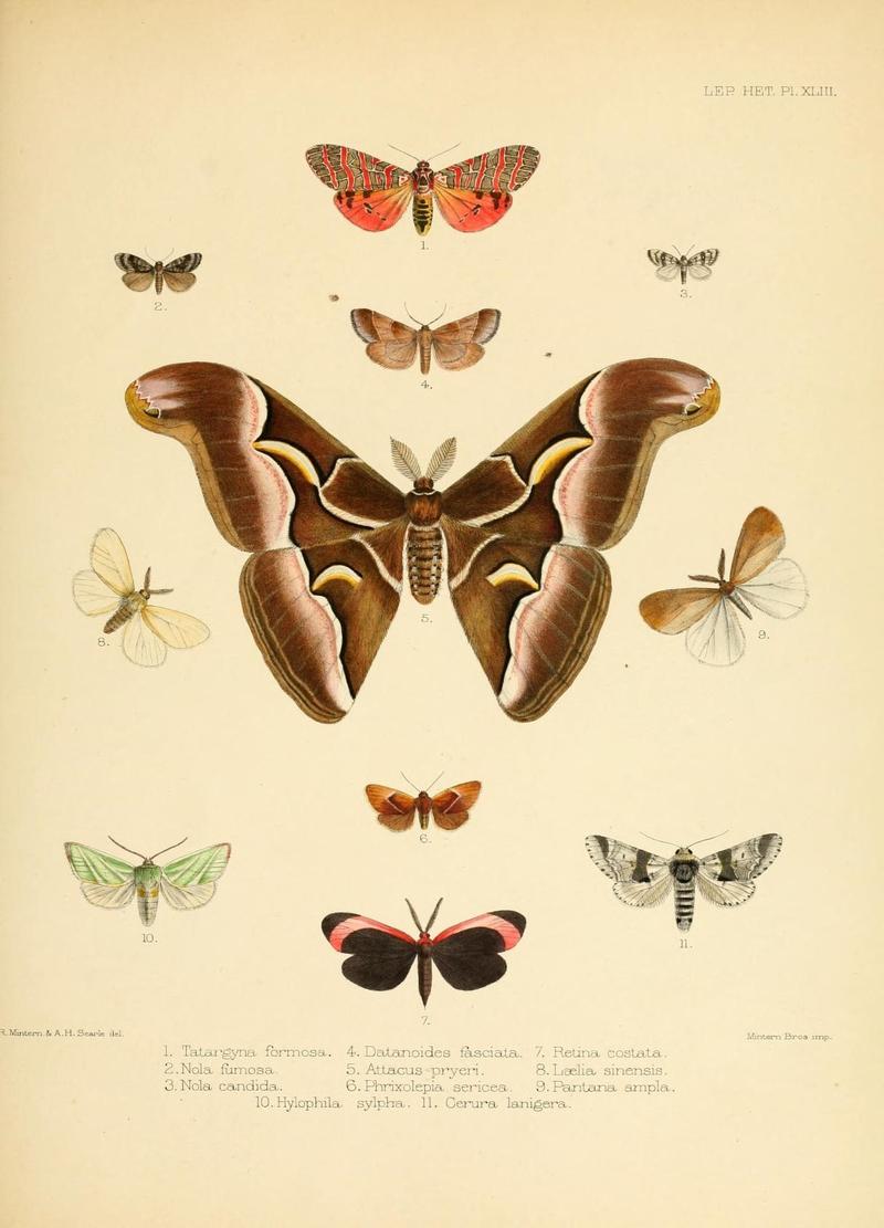 Illustrations of typical specimens of Lepidoptera Heterocera in the collection of the British Museum (Pl. XLIII) (8726506752)