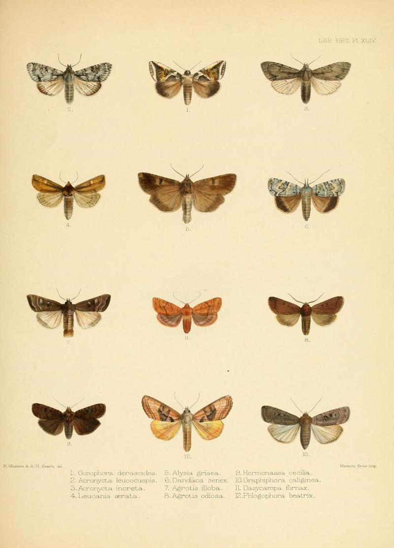 Illustrations of typical specimens of Lepidoptera Heterocera in the collection of the British Museum (Pl. XLIV) (8725388091)