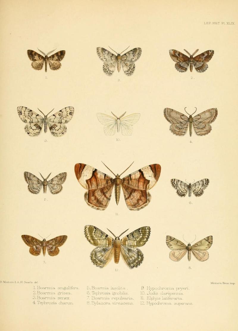 Illustrations of typical specimens of Lepidoptera Heterocera in the collection of the British Museum (Pl. XLIX) (8726508978)
