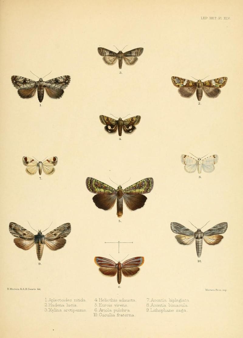 Illustrations of typical specimens of Lepidoptera Heterocera in the collection of the British Museum (Pl. XLV) (8726507614)