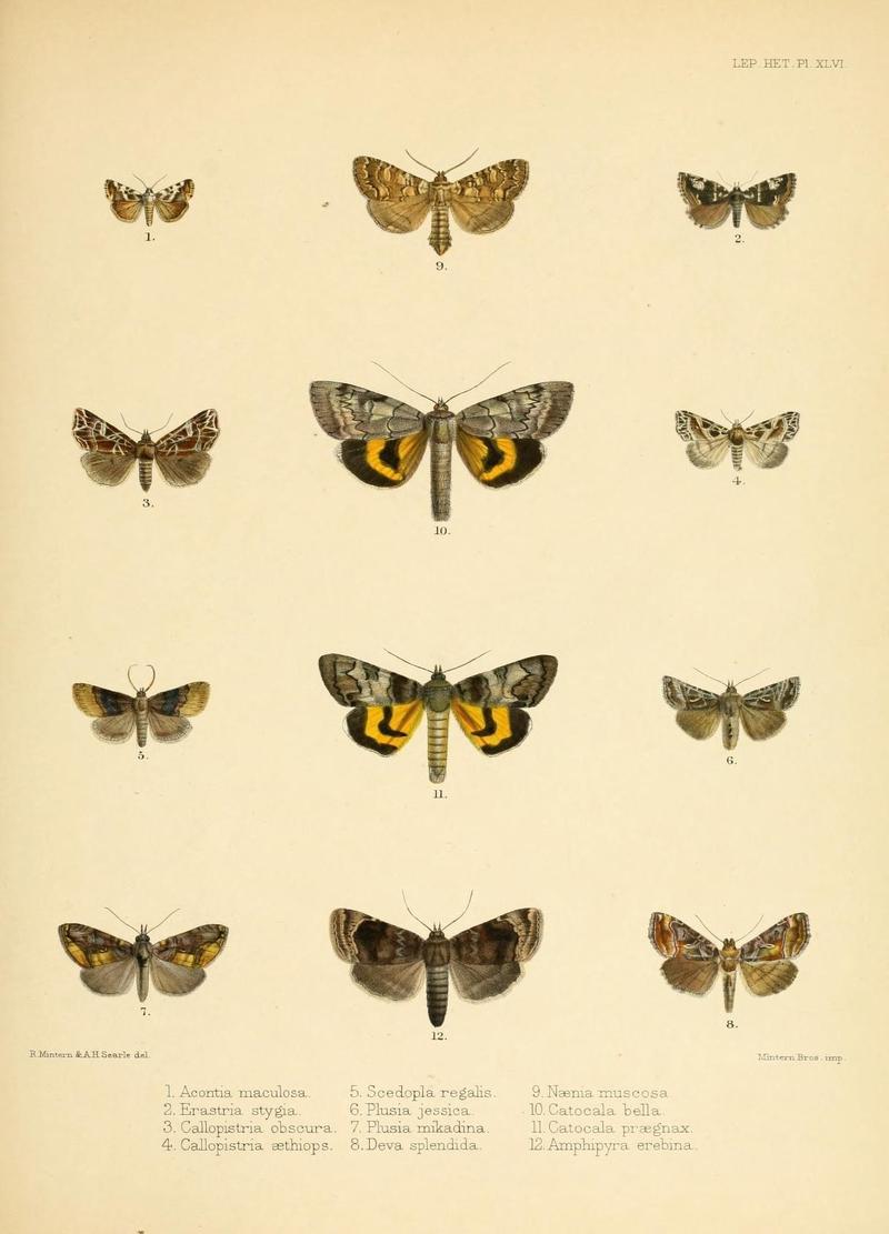 Illustrations of typical specimens of Lepidoptera Heterocera in the collection of the British Museum (Pl. XLVI) (8726507904)