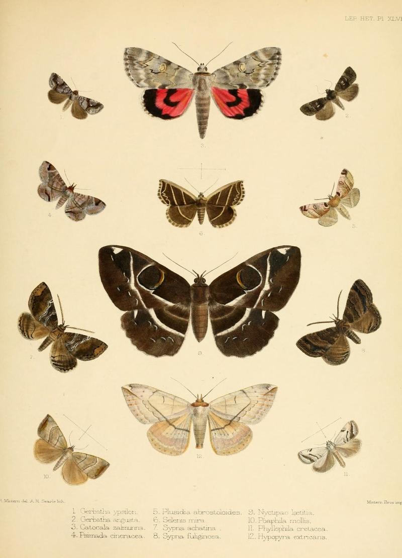 Illustrations of typical specimens of Lepidoptera Heterocera in the collection of the British Museum (Pl. XLVII) (8725389263)