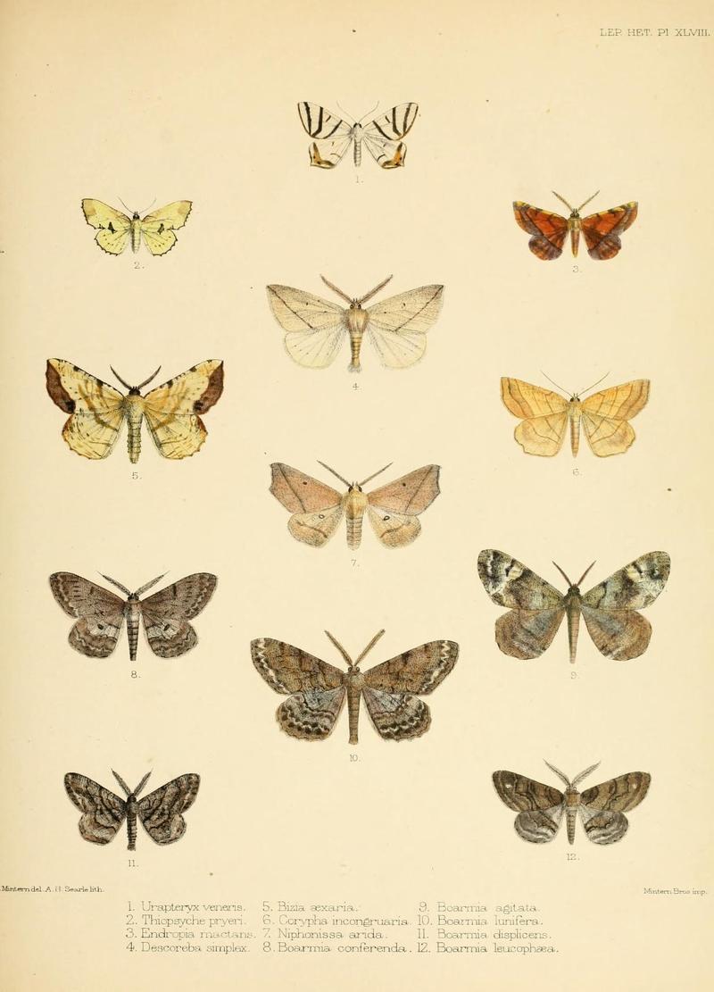 Illustrations of typical specimens of Lepidoptera Heterocera in the collection of the British Museum (Pl. XLVIII) (8726508606)