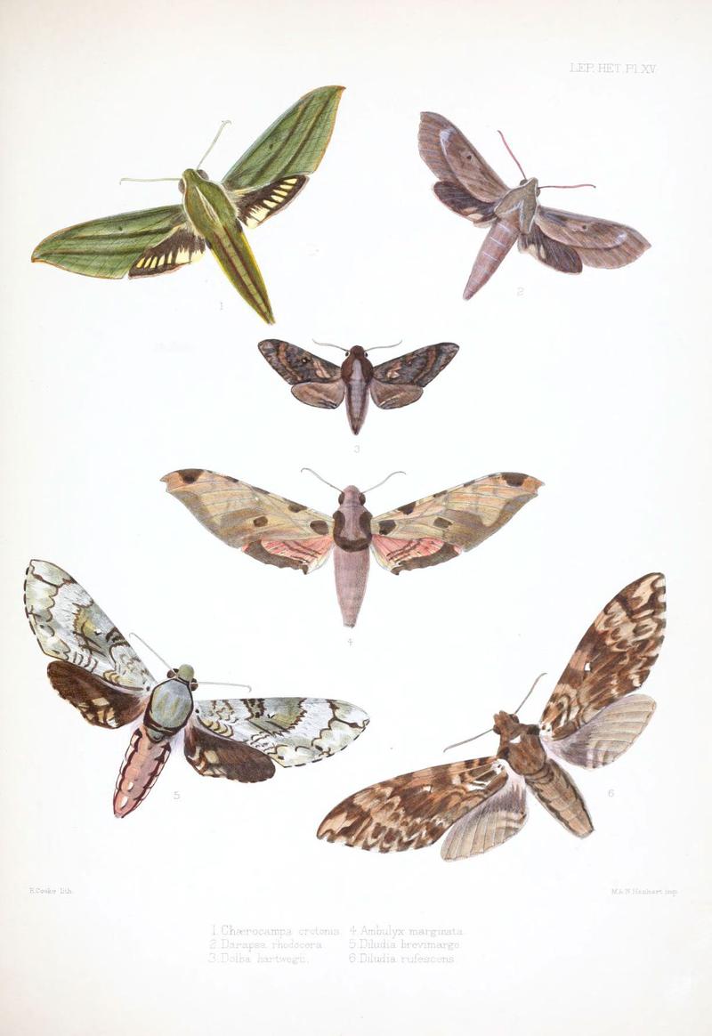 Illustrations of typical specimens of Lepidoptera Heterocera in the collection of the British Museum (Pl. XV) (6441539925)